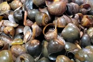 🐚หอยโข่งนึ่ง ครึ่งโล