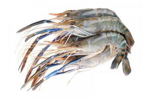 กุ้งแม่น้ำ បង្គងស្រស់