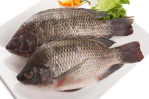 ปลานิลเป็นตัว ត្រីប៉ានីនមូល