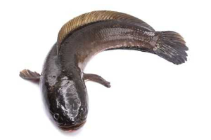 ปลาช่อนเป็นตัว ត្រីផ្ទុក