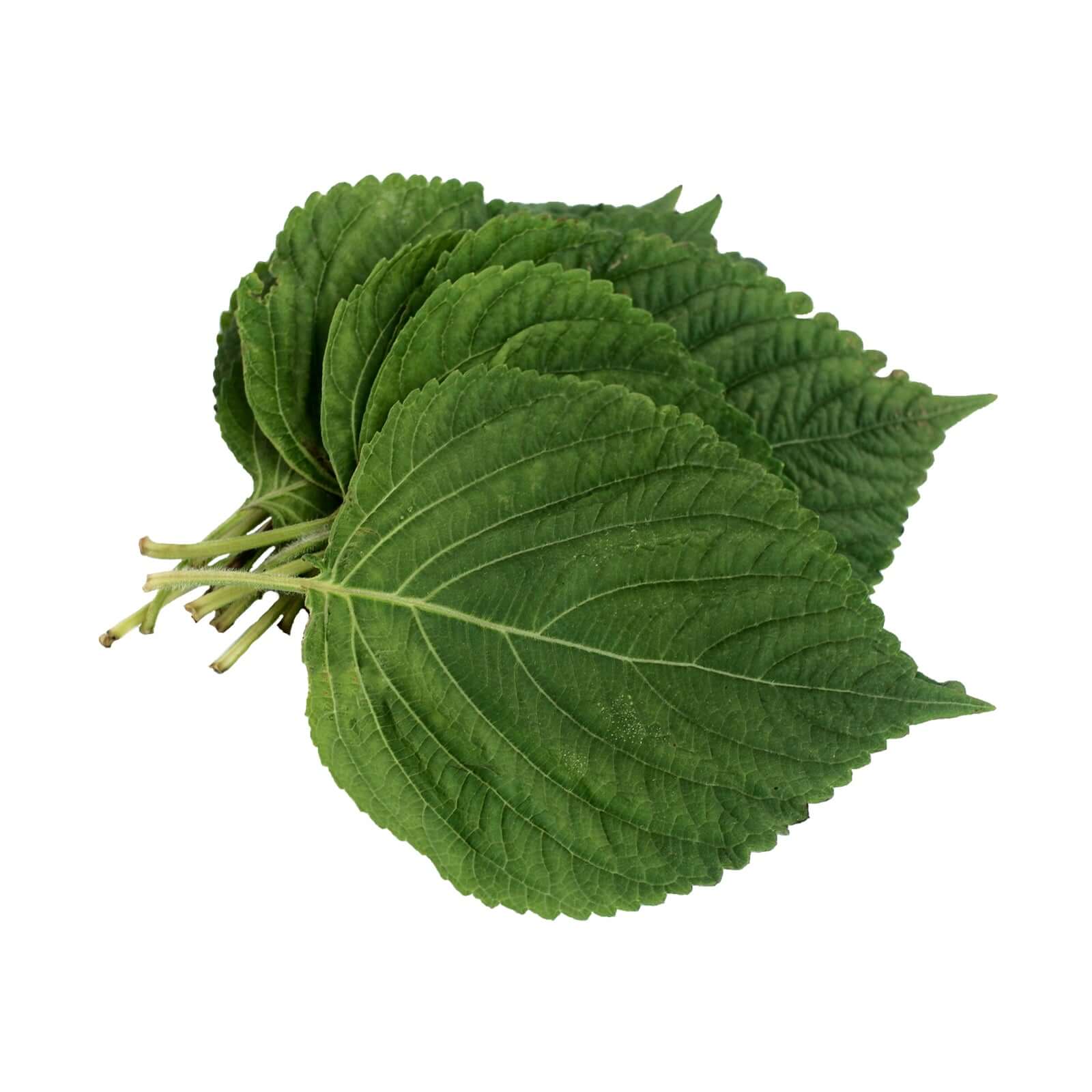 Sesame leaves