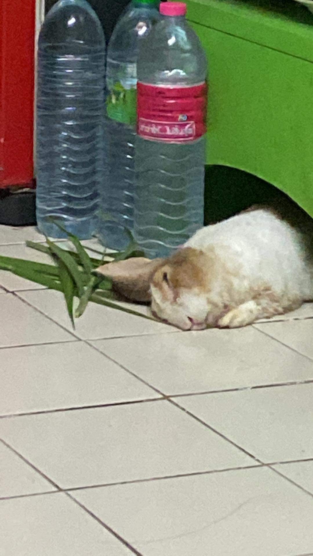 โจ๊กเด็ก