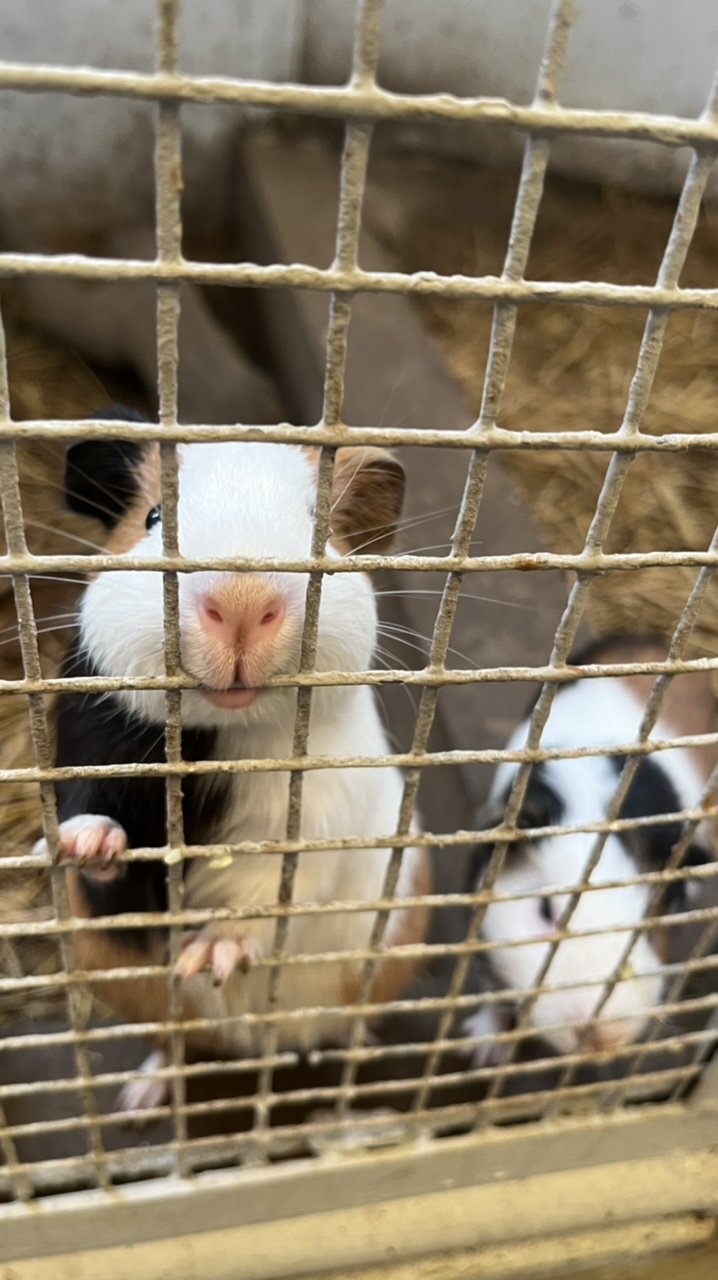 พ๊อคช๊อฟ