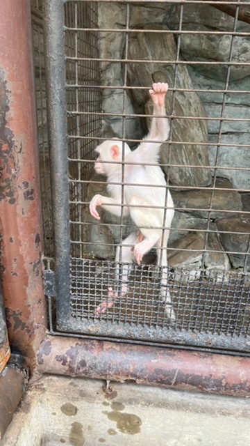 ปลากระพง