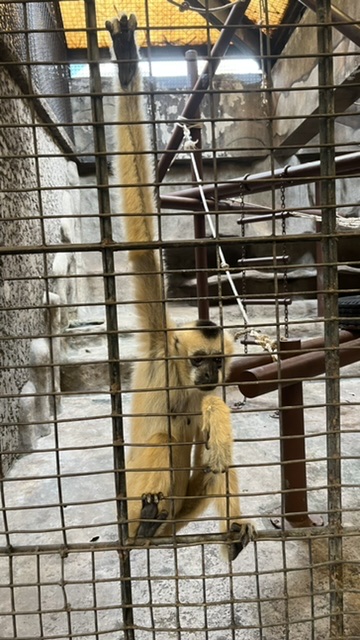 ริปอายสเต็ก