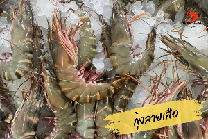 กุ้งลายเสือ