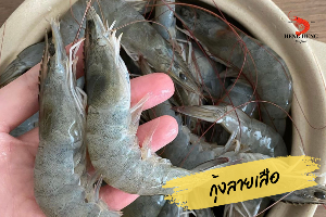 กุ้งขาว