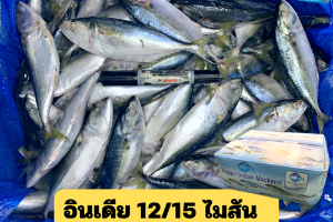 12/15 ไมสัน(AMISON)