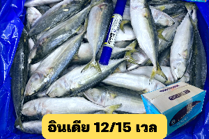12/15 โอเชี่ยน เวล(OCEAN FRESH)