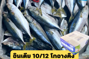 10/12 โกอานคิง(GOAN KING)