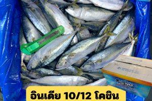 10/12 โคชิน(COCHIN MACK)