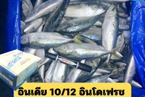 10/12 อินโดเฟรช(INDO FRESH)