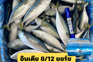 8/12 ยอร์ช(YACHT)