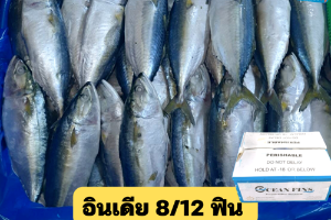 8/12 โอเชี่ยนฟิน(OEAN FINS)