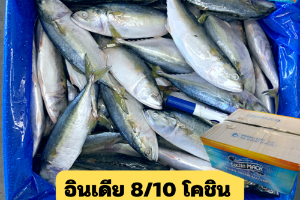 8/10 โคชิน(COCHIN MACK)