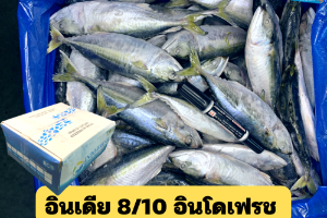 8/10 อินโดเฟรช(INDO FRESH)
