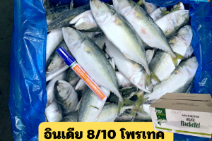 8/10 มองเกอ(FISH MONGERS)