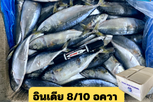 8/10 อควาเรีย(Acqua pearl)