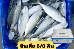6/8 โอเชี่ยนฟิน(OEAN FINS)