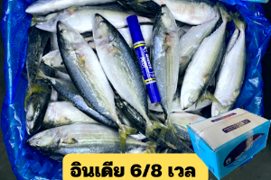 6/8 โอเชี่ยน เวล(OCEAN FRESH)