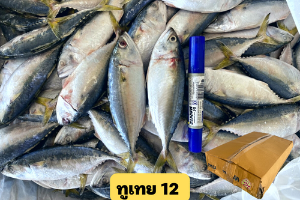 ปลาทูเทยไซน์ 12