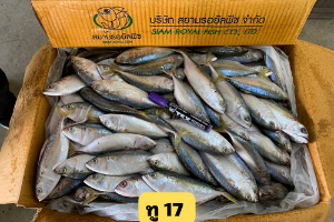 ปลาทูไซน์ 17