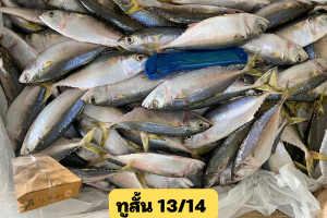 ปลาทูสั้นไซน์ 13/14