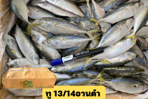 ปลาทูอวนดำไซน์ 13/14