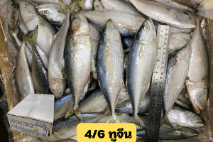 ปลาทูจีนไซน์ 4/6