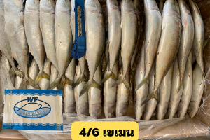 ปลาทูเยเมนไซน์ 4/6