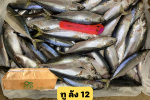 ปลาทูลังไซน์ 12
