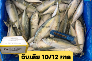 10/12 เทล(OCEAN TALES)