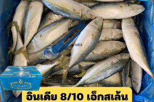 8/10 เอ็กสเล้น(EXCELLENT)