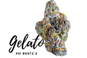 Gelato#41 Runtz 5