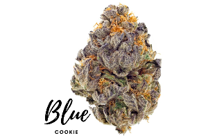Blue Cookie