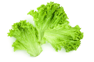 ผักกาดหอม