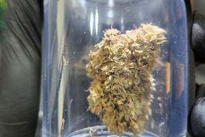 Gorilla Cookies
