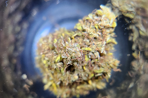 GORILLA COOKIES