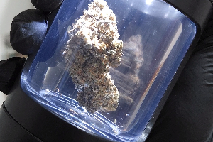 Platinum Zooks