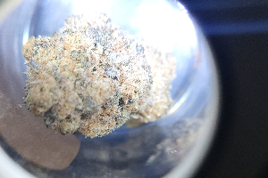 Platinum Zooks