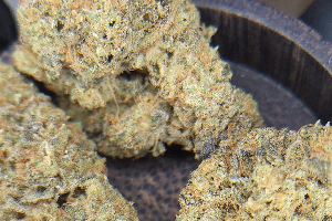 Platinum Zooks