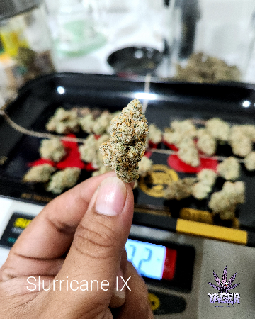 Slurricane IX