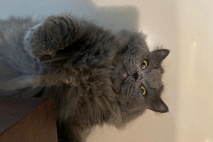 ก๋วยเตี๋ยวเส้นใหญ่หมูน้ำใส