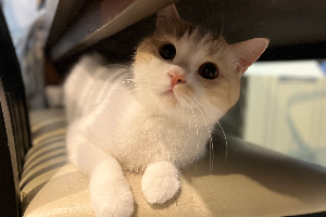 ก๋วยเตี๋ยวหมูต้ำยา