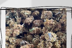F-1 ( SATIVA )