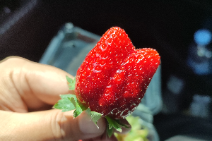 สตอเบอรี่