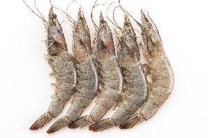 กุ้งขาว