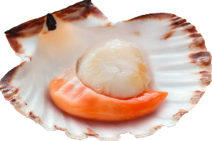 หอยเชลล์