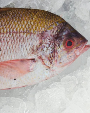 ปลาหางเหลือง ญี่ปุ่น (เหลืองกล้วย)