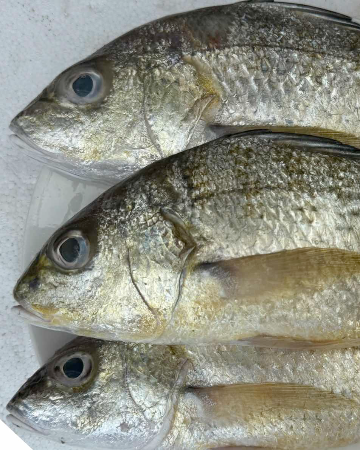 ปลาครุดคราด